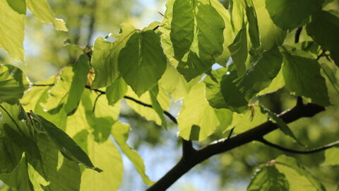 Buchenblätter Buchenblätter im Mai