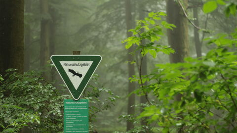 Naturschutz im hessischen Wald Naturschutz