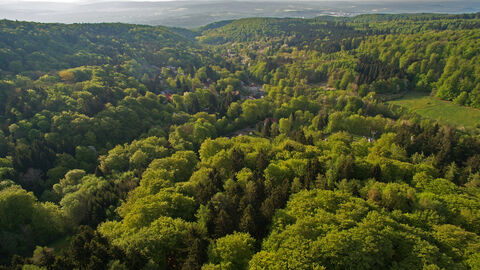 Hessischer Wald Luftbild Wald