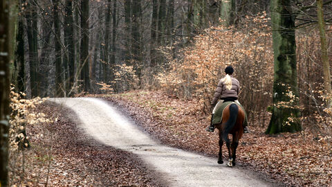 Reiten im Wald Reiterin im Buchenwald
