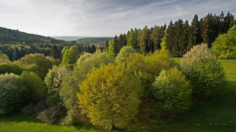 Mischwald Hesssicher Mischwald