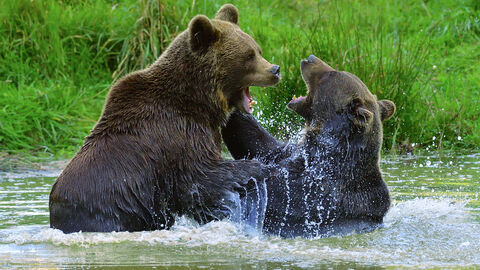 Bären im Wildpark Tiergarten Weilburg Bären beim Kampf im Wasser