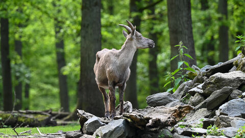 Steinbock Steinbock im Wildpark