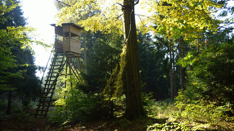 Hochsitz im Mischwald Hochsitz im Mischwald