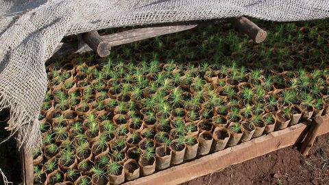 Pflanzgut in Äthiopien