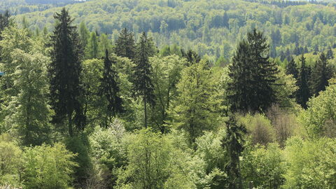 Mischwald Mischwald