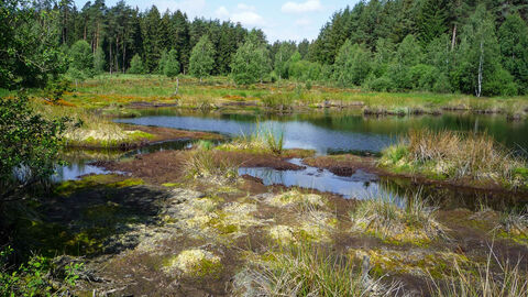 Moor Moor