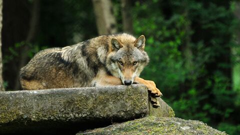 Wolf Wolf