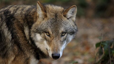 Wolf Wolf