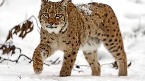Luchs Luchs
