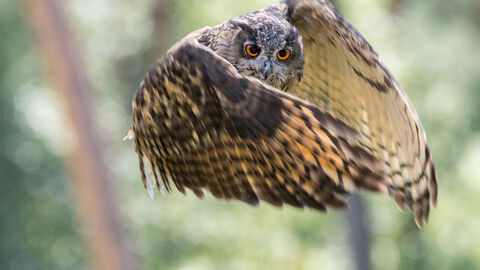 Uhu Uhu im Flug