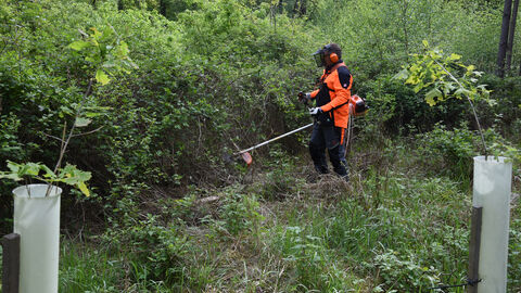 Mithilfe eines Freischneiders werden junge Bäume freigeschnitten, damit sie nicht überwuchert werden und verkümmern. Mithilfe eines Freischneiders werden junge Bäume freigeschnitten, damit sie nicht überwuchert werden und verkümmern.