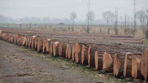 Wertholzsubmission Wertholzsubmission