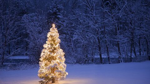 Weihnachtsbaum Weihnachtsbaum im Schnee