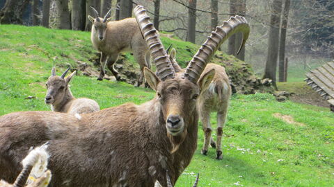 Alpensteinbock