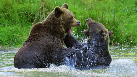 Braunbären Zwei Braunbären kämpfen im Wasser