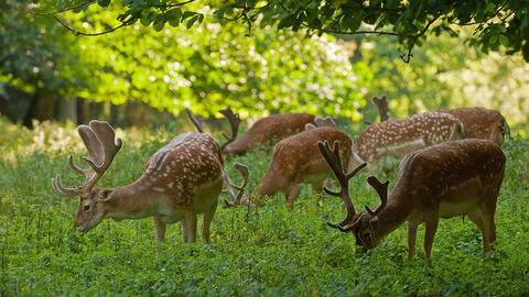 Damwild Damwild im Gras