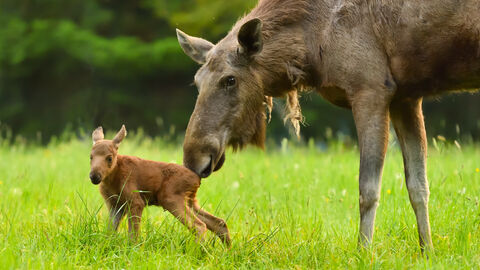 Eine Elchkuh mit ihrem Kalb