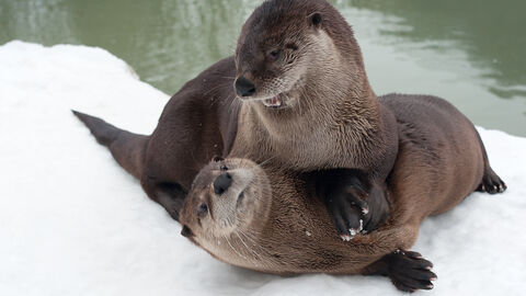 Zwei raufende Fischotter