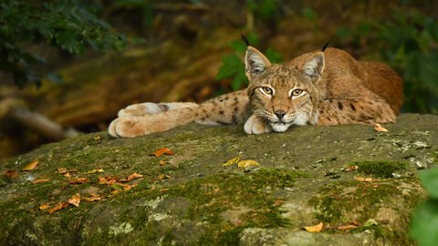 Ein Luchs schläft auf einem Stein