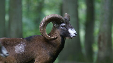 Muffelwild im Wald
