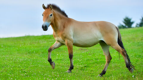 Przewalskipferd Przewalskipferd auf der Weide