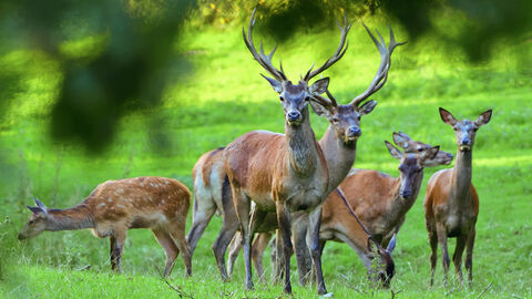 Rotwild Rotwild auf einer Lichtung
