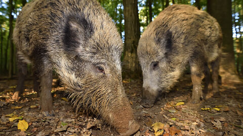 Schwarzwild Wildschweine im Wald