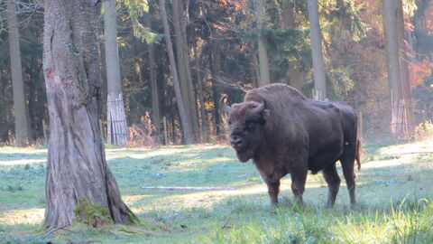Wisent Wisent