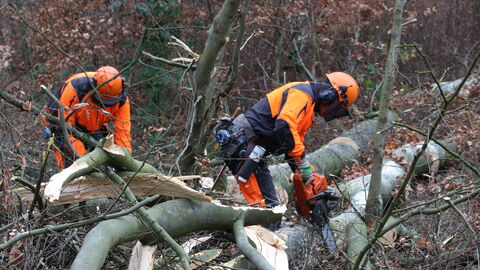 Aufarbeitung einer Buchenkrone Aufarbeitung einer Buchenkrone