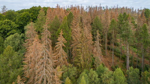 Abgestorbene Fichten