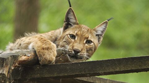 Luchs Luchs