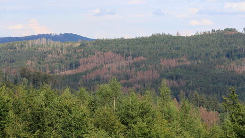 Vom Borkenkäfer befallene Fichten Vom Borkenkäfer befallene Fichten