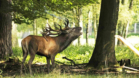 Rothirsch im Wald Rotwild