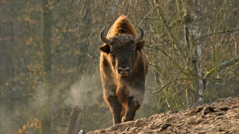 Wisent