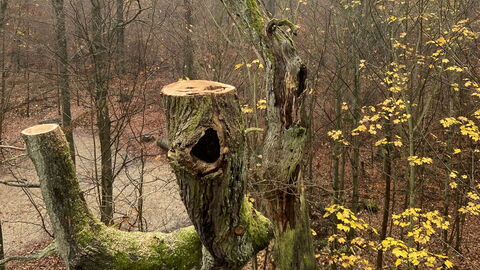 Gestutzte Eichenkrone Gestutzte Eichenkrone