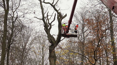 Einsatz des Spezialkrans zum Ausschneiden von Kronenteilen Einsatz des Spezialkrans zum Ausschneiden von Kronenteilen