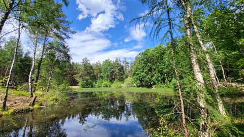 Wasser im Wald Tümpel im Wald