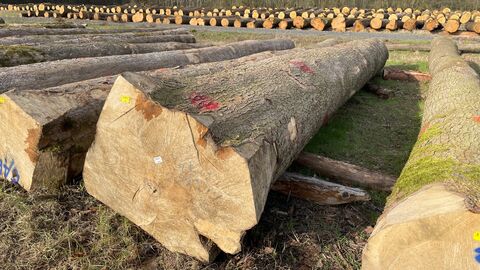 Auf den ersten Blick unscheinbar – Die „Braut“ der Zentralen Hessischen Eichen-, Buntlaubholz und Nadelwertholzsubmission. 