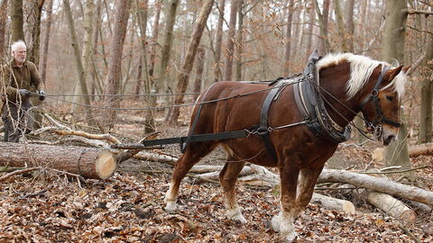 Pferdeeinsatz im NSG Kalksandkiefernwald Pferdeeinsatz im NSG Kalksandkiefernwald