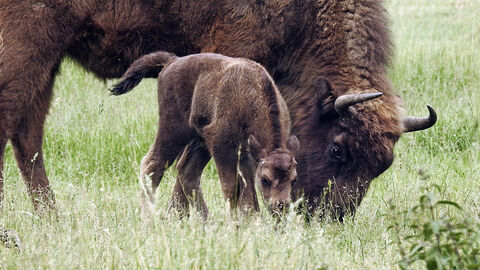 Jungstier Favre im Jahr seiner Geburt 
