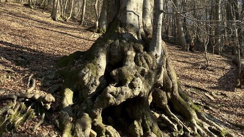 Eindrucksvolle Randbuche im Frühlingswald
