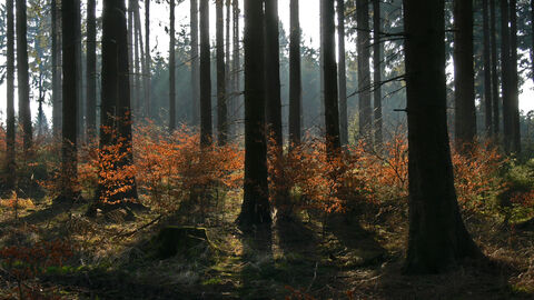 : Buchen-Voranbau: So soll die bepflanzte Fläche in ein paar Jahren mal aussehen 