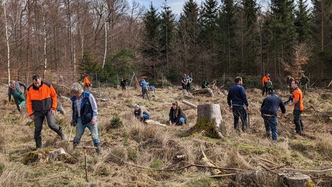 Pflanzung im Hohensteiner Gemeindewald mit Freiwilligen Pflanzung im Hohensteiner Gemeindewald mit Freiwilligen