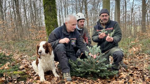 Revierleiter Stefan Kaltwasser v. l. mit Baumkletterer bei der Ernte der Weisstanne