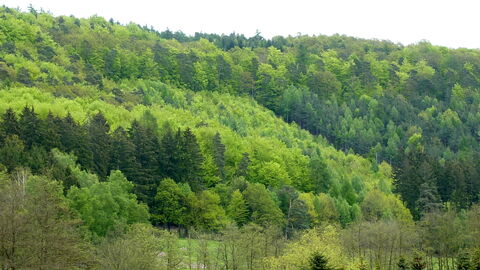 Mischwald Mischwald