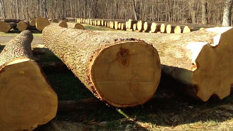 Spitzenstamm mit 6,5 Metern Länge und einem Durchmesser von 99 cm o.R. und fünf Festmetern Gesamtvolumen.