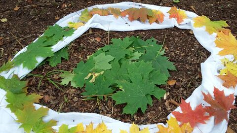 Farbenkreis Waldpädagogik Farbenkreis Waldpädagogik