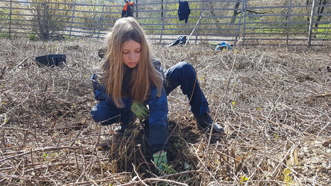 Bäume pflanzen Bäume pflanzen