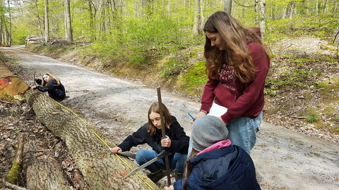 Stamm vermessen Stamm vermessen